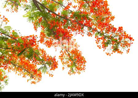 Der Zweig des Flam Boyant Tree oder Flame Tree oder Royal Poinciana Baum isoliert auf weißem Hintergrund. Stockfoto