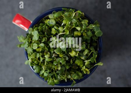 Vegan und frisches Microgreen in einem Metallbecher. Stockfoto
