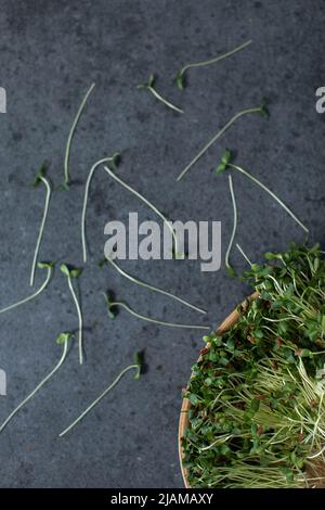 Vegan und frisches Mikrogrün auf einem Holzteller. Stockfoto