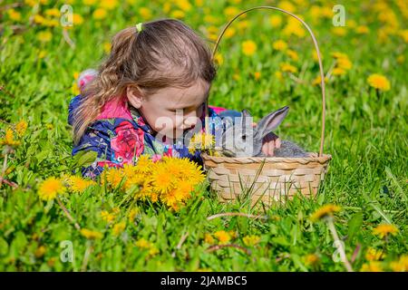Ein Mädchen mit einem kleinen grauen Kaninchen in einem Korb liegt an einem sonnigen Tag auf einer Lichtung in gelben Dandelionen Stockfoto