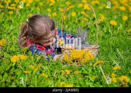 Ein Mädchen mit einem kleinen grauen Kaninchen in einem Korb liegt an einem sonnigen Tag auf einer Lichtung in gelben Dandelionen Stockfoto