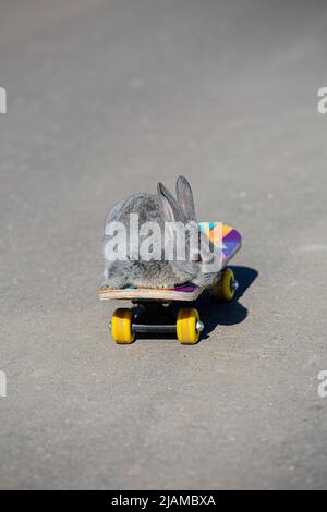 Kleines graues Kaninchen reitet auf einem Skateboard Stockfoto