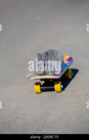 Kleines graues Kaninchen reitet auf einem Skateboard Stockfoto