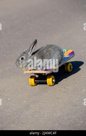 Kleines graues Kaninchen reitet auf einem Skateboard Stockfoto