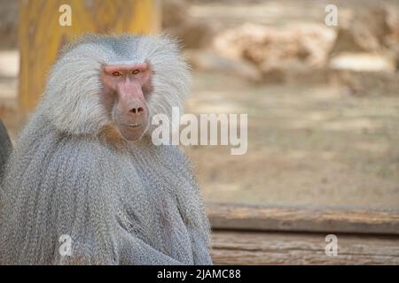 Der Hamadryas-Pavian, Papio hamadryas, ist eine Pavianart, die am Horn von Afrika und an der südwestlichen Spitze der Arabischen Halbinsel beheimatet ist. Hochwertige Fotos Stockfoto