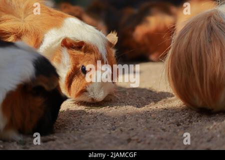 Nahaufnahme mehrerer Meerschweinchen, die am Boden fressen Stockfoto