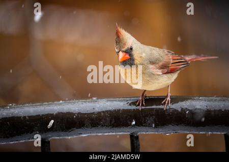 Weibliche Northern Cardinal in der Nähe von Vogelfutterhäuschen während eines späten Frühlings Schneefall. Stockfoto