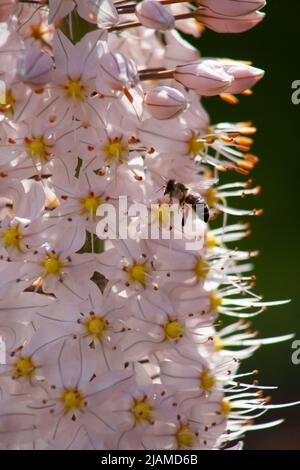 Eremurus himalaicus Nahaufnahme mit einer Biene, die Nektar aus Blumen sammelt Stockfoto