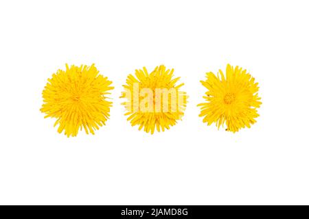 Drei Punkte von gelben Dandelionblüten isoliert auf weißem Hintergrund Stockfoto