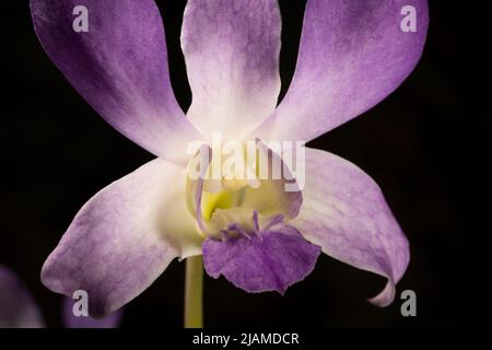 Nahaufnahme einer wunderschönen Orchidee auf dunklem Hintergrund. Stockfoto