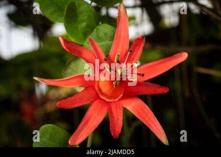 Parfümierte Passionsblume im Botanischen Garten von Montreal Stockfoto