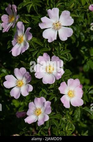 Hipshop, rosa Rose, hippe Blumen. Wilder Rosenstrauch Stockfoto