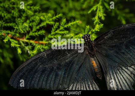 Großer Mormonenschmetterling, der frei im Großen Vivarium des Insektariums von Montreal fliegt Stockfoto