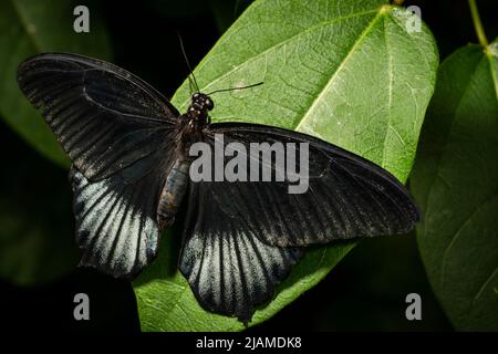 Großer Mormonenschmetterling, der frei im Großen Vivarium des Insektariums von Montreal fliegt Stockfoto