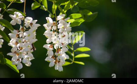 Akazie mit Frühlingsblüte. Weiße Blumen an einem sonnigen Tag auf einem grünen Hintergrund hervorgehoben. Eine Quelle von Nektar für zart duftenden Honig. Stockfoto