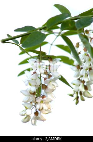 Akazienblüten mit Blättern auf isoliertem weißem Hintergrund. Honig duftende Blüten von weißer Farbe Stockfoto