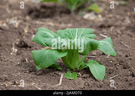 Anbau von chinesischen Grünkohl-Gemüse oder chinesischen Broccoli-Pflanzen . Sie sind eine grüne Ernte, die am Boden wächst, reich an Vitaminen A und C und reich an calci Stockfoto