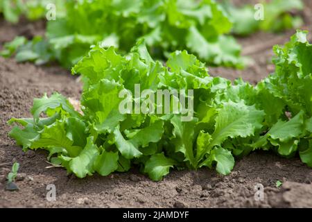 Salat wächst im Boden. Frisches, junges Grün, das auf dem Bauernhof wächst, Pflanzen aus der Nähe. Stockfoto