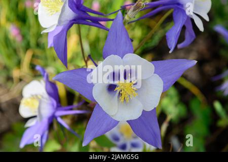 Kolorado-blaue oder Rocky Mountain-Kolumbine (Aquilegia coerulea oder Aquilegia caerulea), eine blaue und weiße krautige Staude Stockfoto