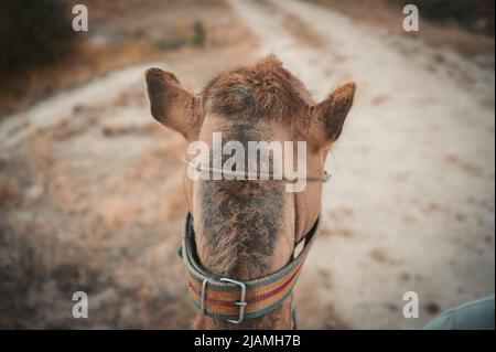 Blickwinkel beim Kamelreiten Stockfoto