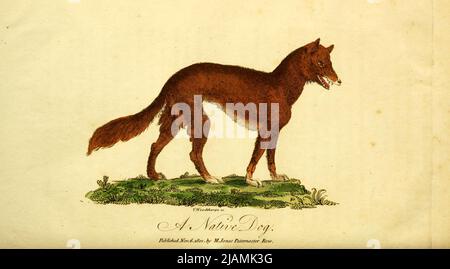 Dingo, Ein Native Dog aus dem Buch die Geschichte von New South Wales : einschließlich Botany Bay, Port Jackson, Parramatta, Sydney, und all seine Abhängigkeiten, von der ursprünglichen Entdeckung der Insel; mit den Bräuchen und Manieren der Eingeborenen; Und eine Darstellung der englischen Kolonie, von ihrer Gründung bis zur Gegenwart von George Barrington, 1755-1804. Erscheinungsdatum 1810 Verlag London : M. Jones. George Barrington (14. Mai 1755 – 27. Dezember 1804) war ein in Irland geborener Taschendiebe, populärer Londoner Sozialite, australischer Pionier (nach seinem Transport nach Botany Bay) und Autor. Seine Eskapaden, ein Stockfoto