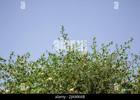 Kaperpflanzen. Ein wilder Kaperbusch mit blauem Himmel. Stockfoto