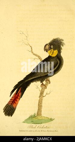 Black Cockatoo aus dem Buch die Geschichte von New South Wales : einschließlich Botany Bay, Port Jackson, Parramatta, Sydney, und alle seine Abhängigkeiten, von der ursprünglichen Entdeckung der Insel; mit den Bräuchen und Manieren der Eingeborenen; Und eine Darstellung der englischen Kolonie, von ihrer Gründung bis zur Gegenwart von George Barrington, 1755-1804. Erscheinungsdatum 1810 Verlag London : M. Jones. George Barrington (14. Mai 1755 – 27. Dezember 1804) war ein in Irland geborener Taschendiebe, populärer Londoner Sozialite, australischer Pionier (nach seinem Transport nach Botany Bay) und Autor. Seine Eskapaden, arres Stockfoto
