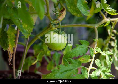 Unreife, grüne Tomate auf einem Zweig. Vorderansicht und Nahaufnahme. Stockfoto