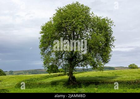 Tree in a field near the Quantock Hills, Somerset Stockfoto