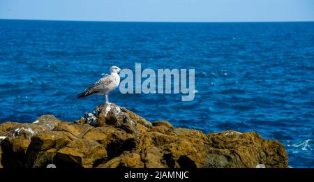 Landschaft von der Küste der Kanarischen Insel, zeigt eine Möwe mit offenem Mund und den Atlantischen Ozean im Hintergrund. Stockfoto