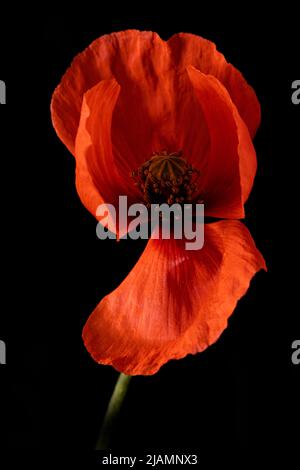 Roter Mohn mit dezenter Beleuchtung, privates Studio Leicester, England Stockfoto