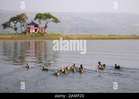 Am Morgen treiben Enten auf einem Fluss Stockfoto