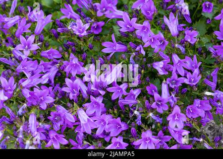Campanula portenschlagiana, Purple Wall Glockenblumen Ende Mai, England Stockfoto