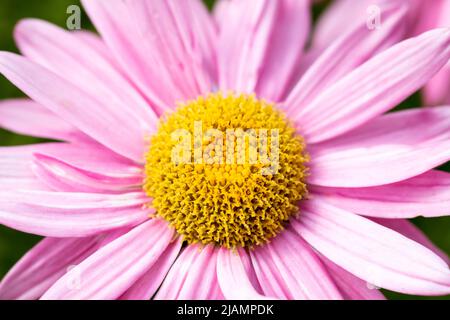 Tanacetum coccineum Laurin rosa Gänseblümchen wie Blume Nahaufnahme Stockfoto