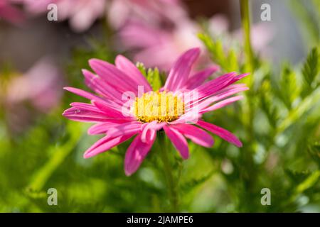 Tanacetum coccineum Laurin rosa Gänseblümchen wie Blume Stockfoto