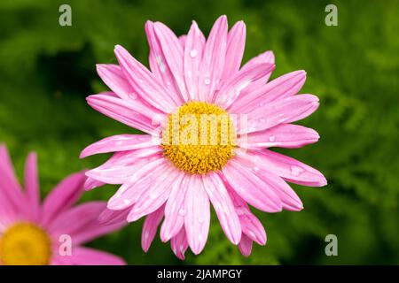 Tanacetum coccineum Laurin rosa Gänseblümchen wie Blume Stockfoto