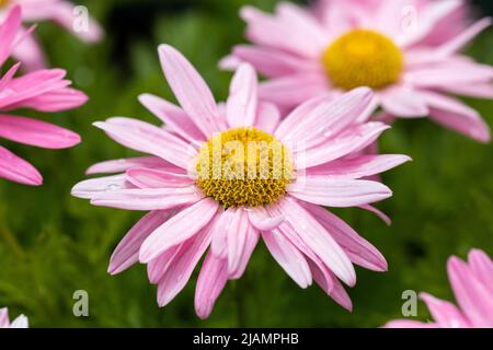 Tanacetum coccineum Laurin rosa Gänseblümchen wie Blume Stockfoto