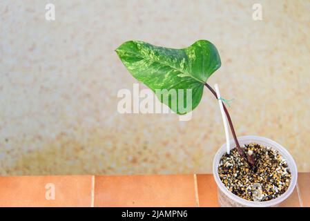 Philodendron Red Emerald / Philodendron Stawberry Shake Stockfoto