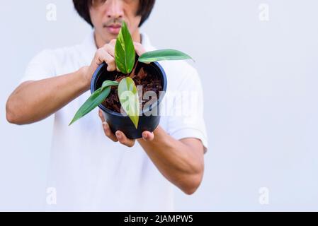 Philodendron Red Emerald / Philodendron Stawberry Shake Stockfoto