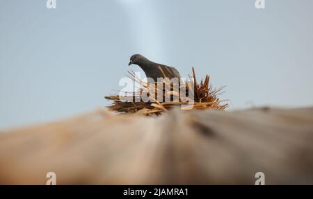 Eine Taube sitzt auf einem Strohschirm Stockfoto