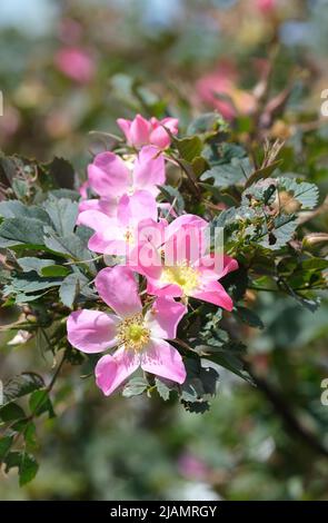 Rosa 'Carmenetta', Rosa glauca 'Carmenetta', Rosa rubrifolia 'Carmenetta'. Strauchrose, blassrosa mit gelber Mitte Stockfoto