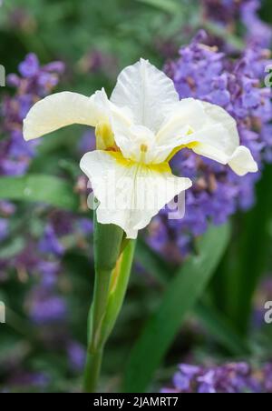 Iris 'White Swirl', Sibirische Iris 'White Swirl', Iris sibirica 'White Swirl. Reine weiße Blüten mit Gelb am Fuße der Wasserfälle. Stockfoto