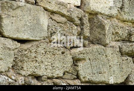 Ein Sperling, der auf einem Stacheldraht gegen einen dunklen Himmel sitzt, Konzeptfotografie Stockfoto