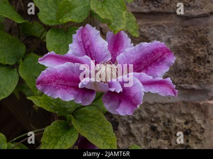 Clematis Kilian Donahue klettert auf ein Gitter an einer Hauswand. Stockfoto