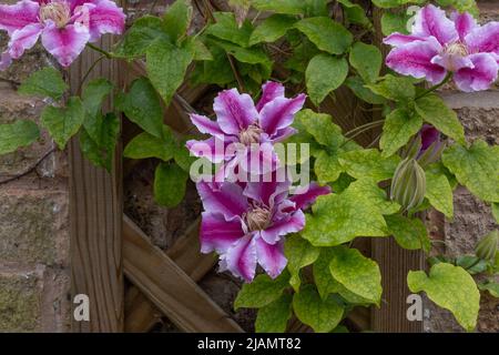 Clematis Kilian Donahue klettert auf ein Gitter an einer Hauswand. Stockfoto