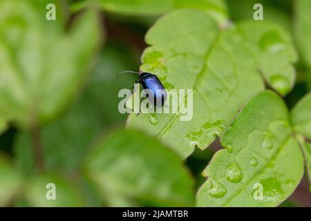 Blue Mint Beetle - Chrysolina Coerulans - auf einem Klematisblatt. Stockfoto