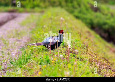 Japanischer grüner Phasant hinter dem Dandelion auf grasbewachsenen Hügeln neben dem Trockenfeld Stockfoto