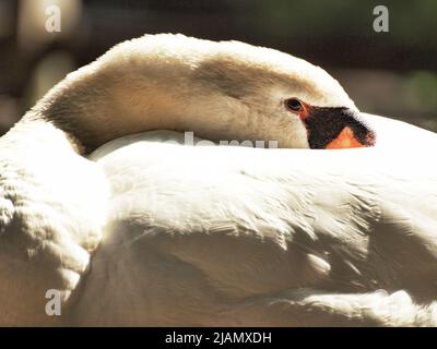 Stummer Schwan, der sich an einem Ufer ausruht Stockfoto