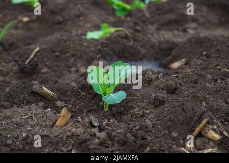 Jungkohl im Garten gepflanzt. Selektiver Fokus. Stockfoto