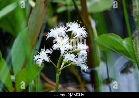 Moor Bean in Blüte im Teich im Frühjahr Stockfoto